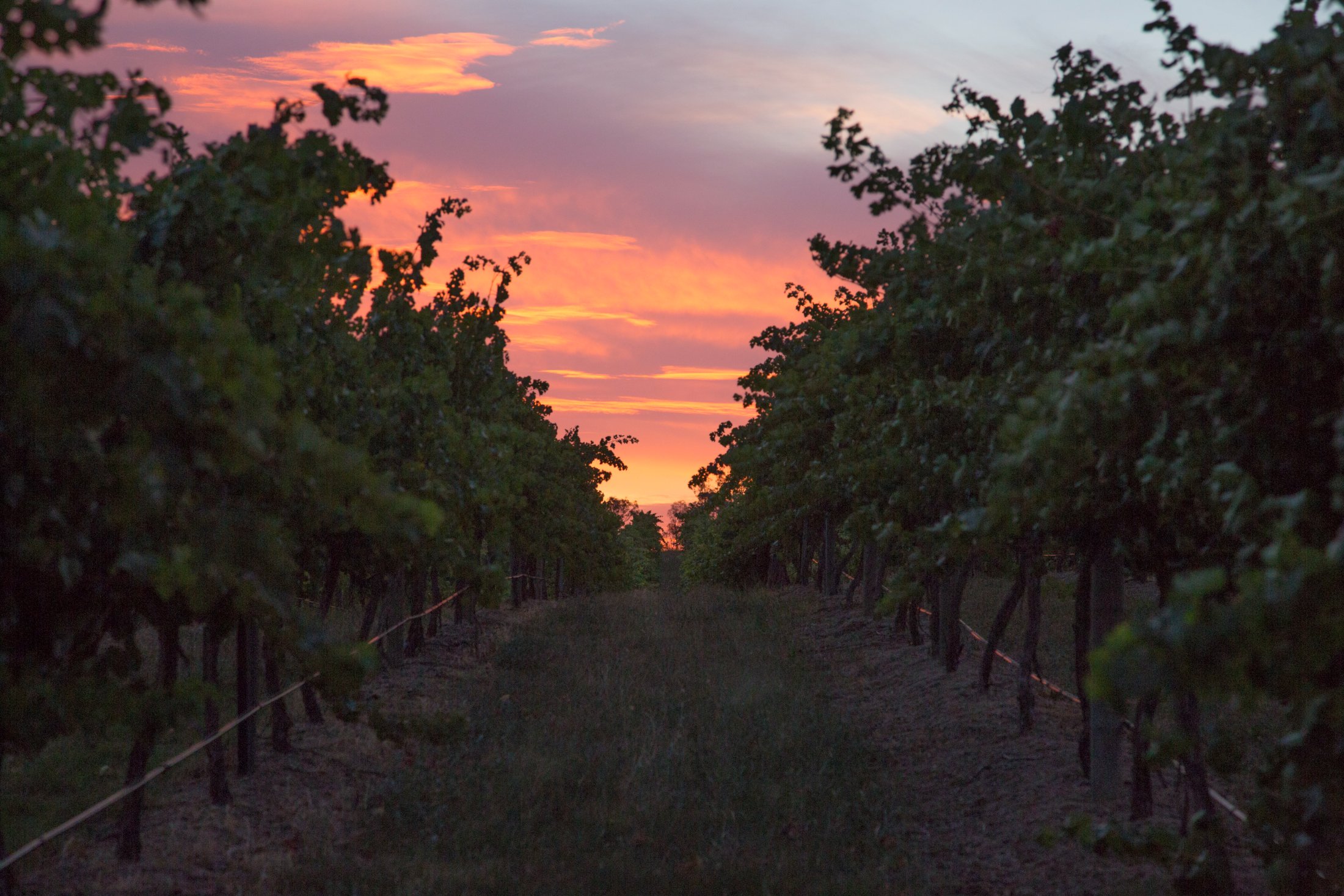 Sunset down the vine rows